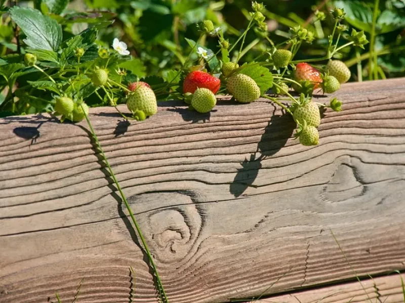 Hochbeet für Kräuter Typ 90x60 / 29